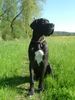 Deutsche Dogge Foto: hassan vom aischgrund (ID 21436) Deutsche Dogge Hund