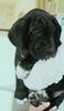 Deutsche Dogge Foto: Dorcas vom White Temple (ID 31207) Deutsche Dogge Hund