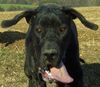 Deutsche Dogge Foto (ID 12524) Deutsche Dogge Hund