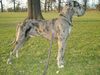 Deutsche Dogge Foto: Elvis (ID 23370) Deutsche Dogge Hund