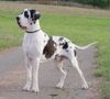 Deutsche Dogge Foto: Empero vom Wasigenstein 16 Monate (ID 5602) Deutsche Dogge Hund