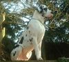 Deutsche Dogge Foto: Empero vom Wasigenstein (ID 3184) Deutsche Dogge Hund