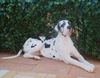 Deutsche Dogge Foto: Empero vom Wasigenstein (ID 9118) Deutsche Dogge Hund