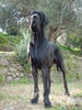 Deutsche Dogge Foto: Erode (ID 42276) Deutsche Dogge Hund