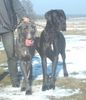 Deutsche Dogge Foto: Caskaja und Excalibour (ID 2445) Deutsche Dogge Hund