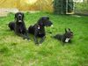 Deutsche Dogge Foto: Buffalo,Joyce&Fibee (ID 12366) Deutsche Dogge Hund