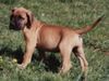 Deutsche Dogge Foto: Wer ist den da? (ID 3581) Deutsche Dogge Hund