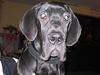 Deutsche Dogge Foto: bebe (ID 30918) Deutsche Dogge Hund