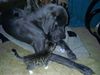 Deutsche Dogge Foto: unser gino und katze babsi (ID 16921) Deutsche Dogge Hund