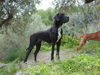 Deutsche Dogge Foto: Giunone (ID 42275) Deutsche Dogge Hund
