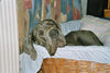 Deutsche Dogge Foto: Ares (ID 35966) Deutsche Dogge Hund