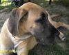 Deutsche Dogge Foto: 6 Monate unser ganzer Stolz (ID 22382) Deutsche Dogge Hund