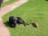 Deutsche Dogge Foto: Ist das warm hier... (ID 14926) Deutsche Dogge Hund