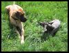Deutsche Dogge Foto: Cayla & Thay (ID 11699) Deutsche Dogge Hund
