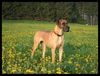 Deutsche Dogge Foto: Cayla (ID 11697) Deutsche Dogge Hund