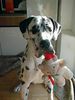 Deutsche Dogge Foto: Dogge mit 10 Monaten (ID 31179) Deutsche Dogge Hund
