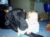 Deutsche Dogge Foto: Joyce&Marcel (ID 12523) Deutsche Dogge Hund