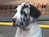 Deutsche Dogge Foto: Kimberly (ID 1000) Deutsche Dogge Hund