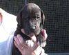 Deutsche Dogge Foto: Doggenwelpe, 4 Wochen alt (ID 2831) Deutsche Dogge Hund