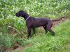 Deutsche Dogge Foto (ID 13112) Deutsche Dogge Hund