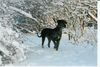 Deutsche Dogge Foto: Hat mich jemand gerufen??? (ID 2890) Deutsche Dogge Hund