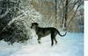 Deutsche Dogge Foto: Brrrr schnee ist aber kalt!! (ID 2891) Deutsche Dogge Hund
