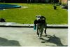 Deutsche Dogge Foto: *ganzstolzbin* (ID 2892) Deutsche Dogge Hund