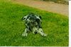 Deutsche Dogge Foto: so jetzt wollen wir mal schaun wer stärker ist.. (ID 2893) Deutsche Dogge Hund