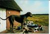 Deutsche Dogge Foto: Von hier Kann ich fast ganz Dänemark sehen! (ID 2930) Deutsche Dogge Hund