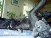 Deutsche Dogge Foto: Buffalo&Joyce (ID 12370) Deutsche Dogge Hund