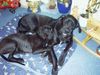 Deutsche Dogge Foto: Buffalo&Joyce (ID 12369) Deutsche Dogge Hund