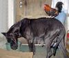 Deutsche Dogge Foto: Best Friends (ID 11623) Deutsche Dogge Hund