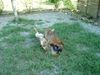 Deutsche Dogge Foto: Ich hab dich!!! (ID 4355) Deutsche Dogge Hund
