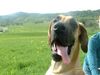 Deutsche Dogge Foto: Man ist es heiss!!! (ID 4349) Deutsche Dogge Hund