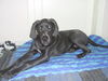Deutsche Dogge Foto: Mitch mit 5 Monaten ... und so artig ;-) (ID 40632) Deutsche Dogge Hund