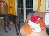 Deutsche Dogge Foto: Mitch mit JackRussel-Freundin Cocki (ID 40633) Deutsche Dogge Hund
