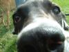 Deutsche Dogge Foto: Schau mir in die Augen!!! (ID 4351) Deutsche Dogge Hund
