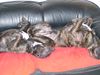 Deutsche Dogge Foto: unsere faule bande (ID 14613) Deutsche Dogge Hund