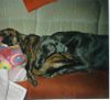 Deutsche Dogge Foto: Dino und Harley beim schlafen auf Sofa (ID 8588) Deutsche Dogge Hund