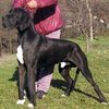 Deutsche Dogge Foto: HELLO,ich bin Nelson aus Croatien (ID 3315) Deutsche Dogge Hund