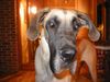 Deutsche Dogge Foto: Kein Kommentar :) (ID 3637) Deutsche Dogge Hund