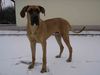 Deutsche Dogge Foto: Endlich Schnee (ID 43534) Deutsche Dogge Hund