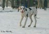 Deutsche Dogge Foto: Prater (ID 28989) Deutsche Dogge Hund