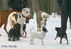 Deutsche Dogge Foto: Groß gegen Klein (ID 28990) Deutsche Dogge Hund