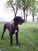 Deutsche Dogge Foto: Prachtweib mit 5 Monaten (ID 33938) Deutsche Dogge Hund