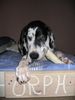 Deutsche Dogge Foto: Orph (ID 17932) Deutsche Dogge Hund