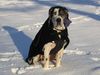 Deutsche Dogge Foto: Orph (ID 17933) Deutsche Dogge Hund