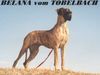Deutsche Dogge Foto: Belana vom Tobelbach (ID 3577) Deutsche Dogge Hund