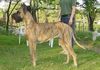 Deutsche Dogge Foto: Rosy (ID 23369) Deutsche Dogge Hund