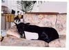 Deutsche Dogge Foto: I love sleep! (ID 1964) Deutsche Dogge Hund